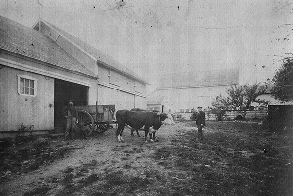 Anson Lane farm, circa 1900