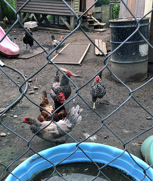 Chickens at Pillwillop Farm